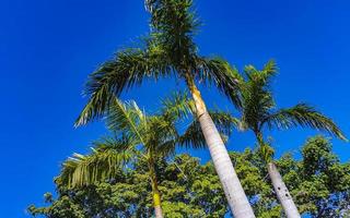 tropisch natuurlijk palm boom kokosnoten blauw lucht in Mexico. foto