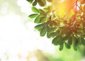 groene bladeren in zonlicht gedurende de dag foto