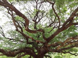 gedraaide groene boom foto