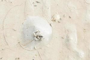 krab in het zand op het strand foto