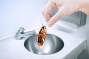 kakkerlak met keuken wasbak, elimineren kakkerlak in gebouw, appartement, huis, stad, kakkerlakken net zo dragers van ziekte geëlimineerd idee krijgen ontdoen van insecten en zetten insect bescherming systemen foto