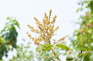 longan bloemen in tuin met achtergrond zacht blauw lucht foto