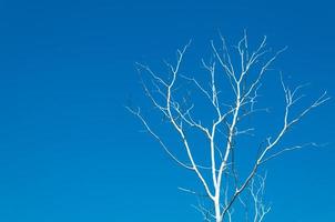 dood boom takken over- blauw lucht zonder wolken foto