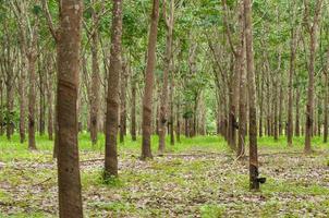 rij van para rubber plantage in zuiden van thailand,rubber bomen foto