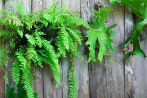 platycerium superbum Aan houten muur, groen staghorn varen soorten van varen natuur Bij tuin foto