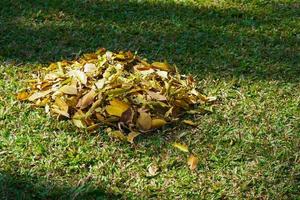 droog gebladerte ,stad en park gebied omgeving, verzameld in hopen gedurende schoonmaak in herfst. gedaald bladeren verzameld in stapel. foto