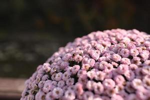 roze winter chrysant bloemen met ruimte voor tekst. tuin chrysant foto