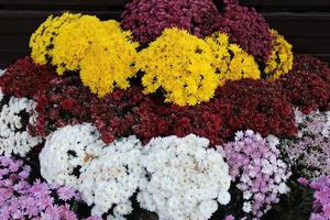 chrysant in veel kleuren. ze hebben verschillend kleuren. natuur herfst bloemen achtergrond. chrysanten bloesem seizoen. veel chrysant bloemen groeit in potten voor uitverkoop in bloemist winkel foto