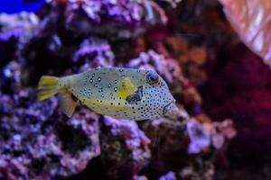 vissen in het aquarium foto