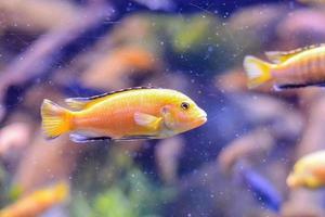 klein geel vis foto