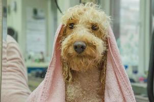 hond nat na douchen in een handdoek Bij de groomer foto