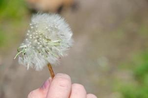 wit pluizig paardebloem in een kind hand- foto