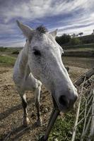 wit paard op een boerderij foto