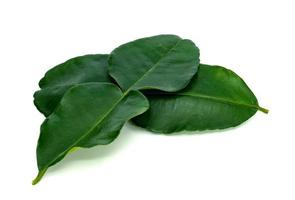 groene bladeren patroon, blad kaffir limoen geïsoleerd op een witte achtergrond foto
