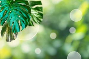 groen bladeren patroon voor zomer of voorjaar seizoen concept, blad van monstera met bokeh getextureerde achtergrond foto