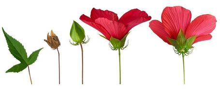 reeks van verschillend onderdelen van een hibiscus bloem groen blad, knop, droog zaad doos foto