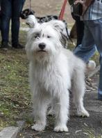 wit hond halfbloed ardennen bouvier foto