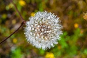 mooi wild groeit bloem zaad paardebloem Aan achtergrond weide foto