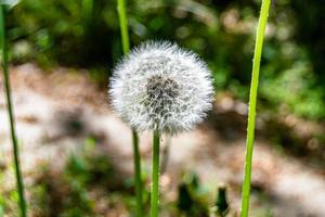 mooi wild groeit bloem zaad paardebloem Aan achtergrond weide foto