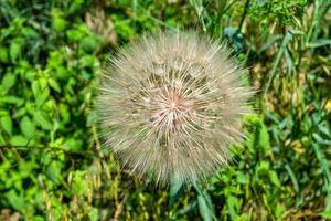 mooi wild groeit bloem zaad paardebloem Aan achtergrond weide foto