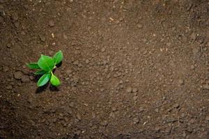 zaden van klein planten Aan vruchtbaar bodem top visie foto