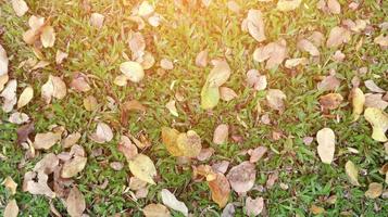 de ochtend- zon schijnt Aan de herfst gras. foto