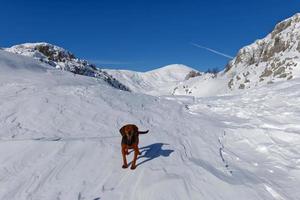 een hond in de bergen gedurende winter Aan een zonnig dag. wit sneeuw landschap. foto