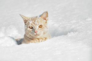 huiselijk mooi perzikkleurig kat van de Brits ras zit in diep wit sneeuw Aan een zonnig winter dag foto