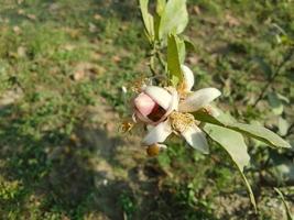 natuur mooi bloemen behang vrij downloaden foto