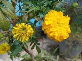 natuur mooi bloemen behang vrij downloaden foto