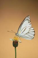 wit hout vlinder zuigen de nectar van bloemen in natuur en mooi in zomer is een fiets van insecten en vlinders dat Leuk vinden naar voeden Aan de nectar van bloemen. foto