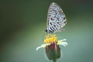 een klein grijs vlinder foerageren Aan geel bloemen en zuigen stuifmeel voor voedsel is een fiets in de natuur en ecosysteem van vlinders en insecten. foto