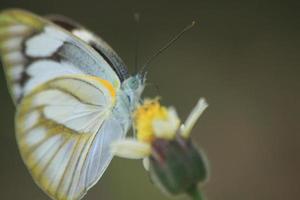 wit hout vlinder zuigen de nectar van bloemen in natuur en mooi in zomer is een fiets van insecten en vlinders dat Leuk vinden naar voeden Aan de nectar van bloemen. foto