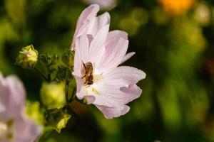 roze veld- kleuren met druppels en een fornuis verzamelen stuifmeel foto