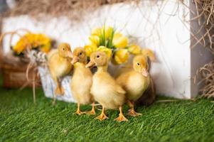 geel eendjes wandelen Aan groen gras foto