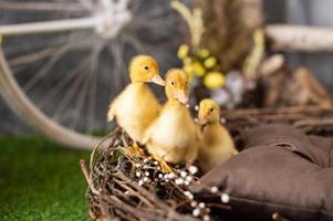 geel eendjes in een houten mand foto