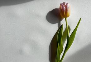 tulp Aan een wit achtergrond foto