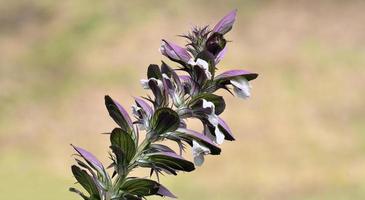 bears rijbroeken --acanthus hungaricus--, Duitsland foto