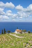 idyllisch wijngaard landschap Aan eiland van elba,toscane,mediterraan zee, italië foto