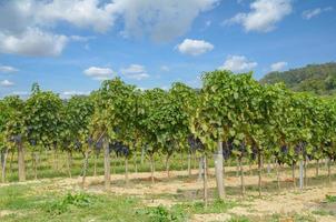 wijngaard landschap dichtbij naar neusiedler zien in Burgenland, Oostenrijk foto