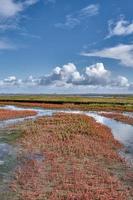 zout moeras met gemeenschappelijk zeekraal --zeekraal Europa-- Aan eiderstedt schiereiland, noorden zee, noorden Friesland, Duitsland foto