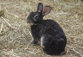 zwart konijn Aan gras, boerderij konijn, Pasen konijn foto
