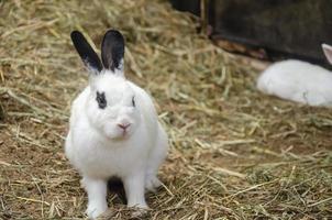 wit konijn Aan gras, boerderij konijn, Pasen konijn. met kopiëren ruimte foto