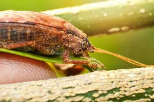 dichtbij omhoog van gevleugeld insect bruin kever Aan de blad groen boom macro insect foto