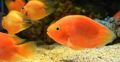 vis bloed papegaai cichlid oranje Afrikaanse cichlid vis zwemmen onderwater- aquarium foto