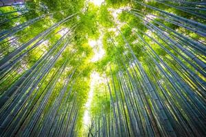 prachtig bamboebos in arashiyama, kyoto foto