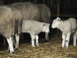 schapen op een veld in duitsland foto