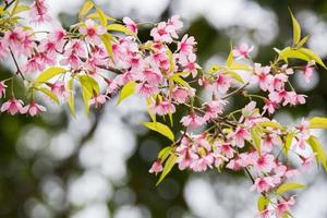 roze bloesems op een tak foto