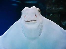 vis pijlstaartrog zwemt tegen de glas van de aquarium en glimlacht foto