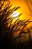 silhouet van gras met een oranje zonsondergang foto